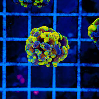 SPLATSANITY HAMMER 1003