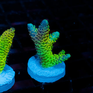 Solar Venom Mille 1106