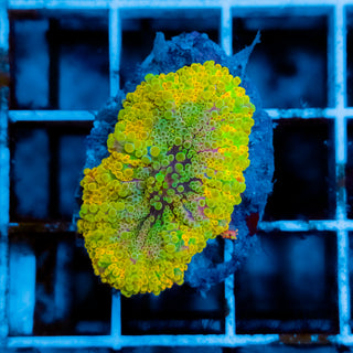 Rainbow Ricordea 111