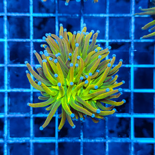 GLITTERY HG TORCH 802