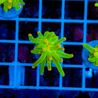 Malaysian Pink Tip Torch 902