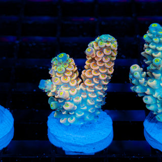 Ultimate Disney Passion 1238