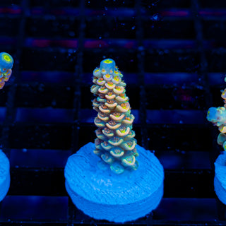 Ultimate Disney Passion 1239