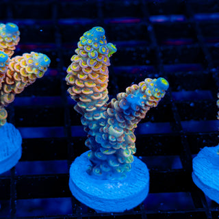 Ultimate Disney Passion 1241