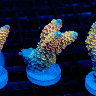 Ultimate Disney Passion 1240