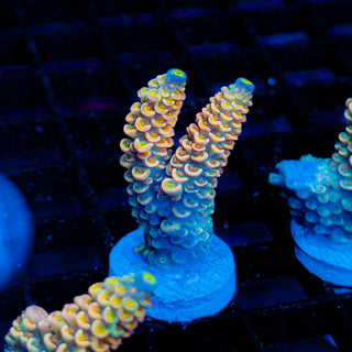 Ultimate Disney Passion 1242