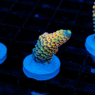 Ultimate Disney Passion 1244