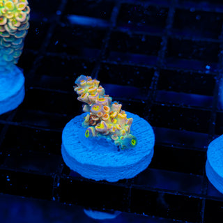 Ultimate Disney Passion 1243