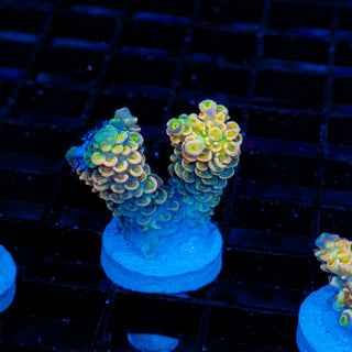 Ultimate Disney Passion 1246