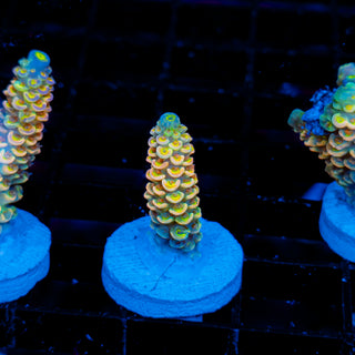 Ultimate Disney Passion 1245