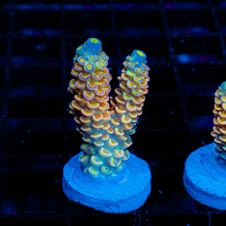 Ultimate Disney Passion 1247