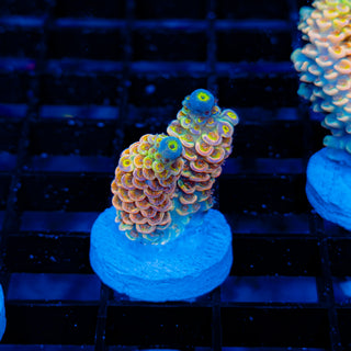 Ultimate Disney Passion 1231