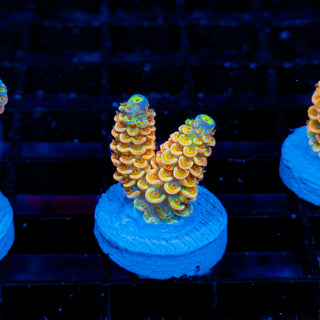 Ultimate Disney Passion 1230