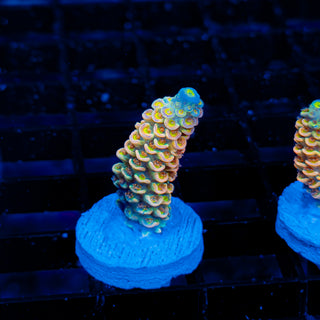 Ultimate Disney Passion 1232