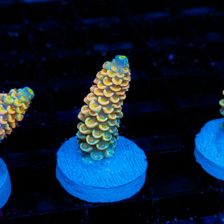 Ultimate Disney Passion 1234