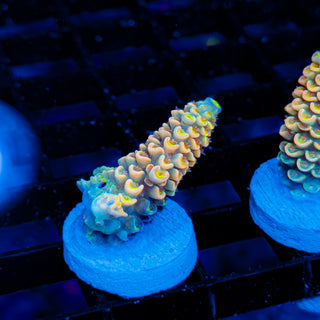 Ultimate Disney Passion 1233