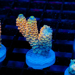 Ultimate Disney Passion 1235