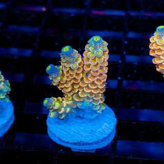 Ultimate Disney Passion 1237