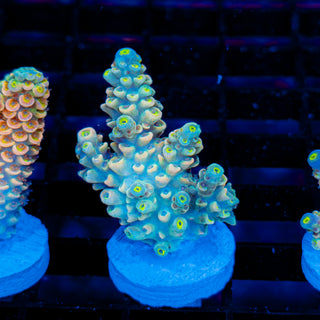 Ultimate Disney Passion 1236