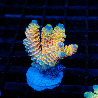 Ultimate Disney Passion 1229