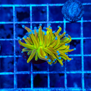 GLITTERY HG TORCH 801